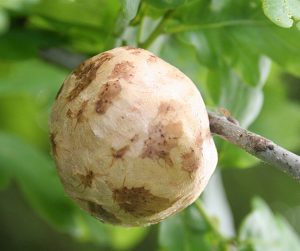 Oak Apple