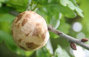 An Oak Gall