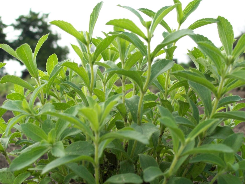 Stevia plant