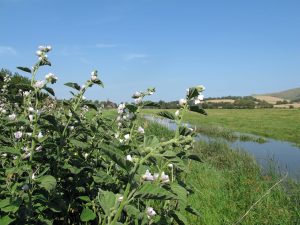 Marshmallow Plant