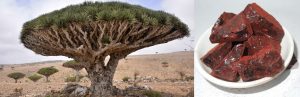 Dragons Blood Tree and Resin
