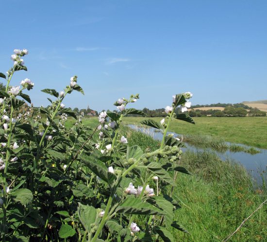 Marshmallow Plant